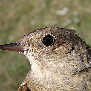 Näktergal, Sundre 20080731